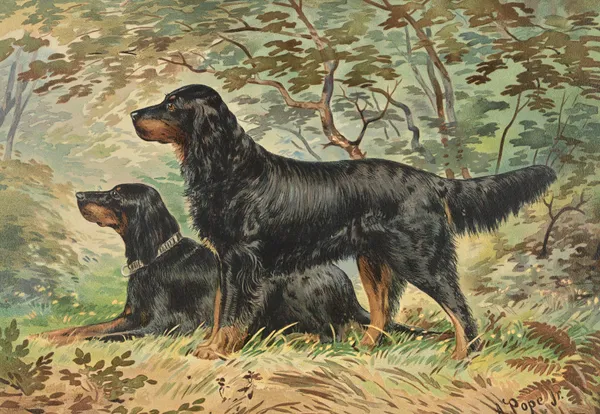 Two Gordon Setters, facing left, one standing, one reclining av Alexander Pope Jr.