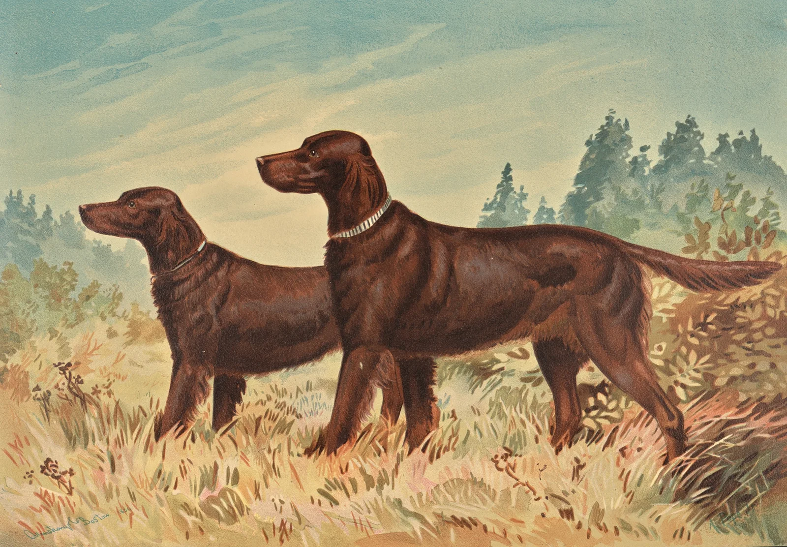 Two standing Flatcoated Retrievers, facing left av Alexander Pope Jr.