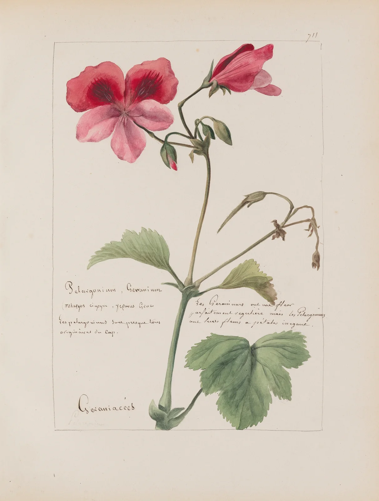 Album de botanique Pl.249 av Constant Amable Prevost-Hersant