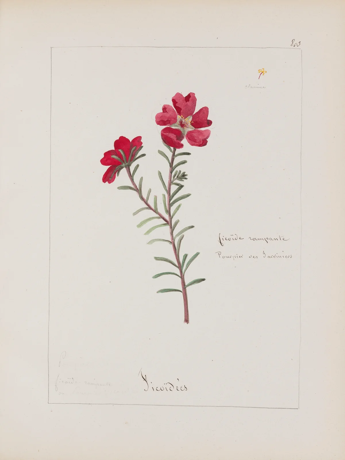 Album de botanique Pl.285 av Constant Amable Prevost-Hersant
