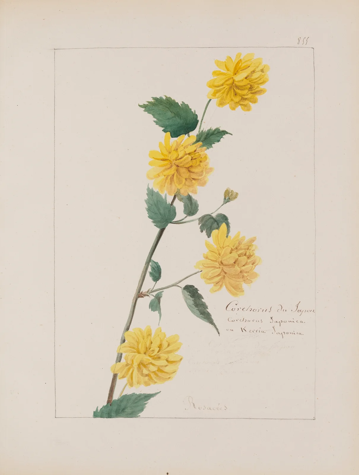 Album de botanique Pl.308 av Constant Amable Prevost-Hersant