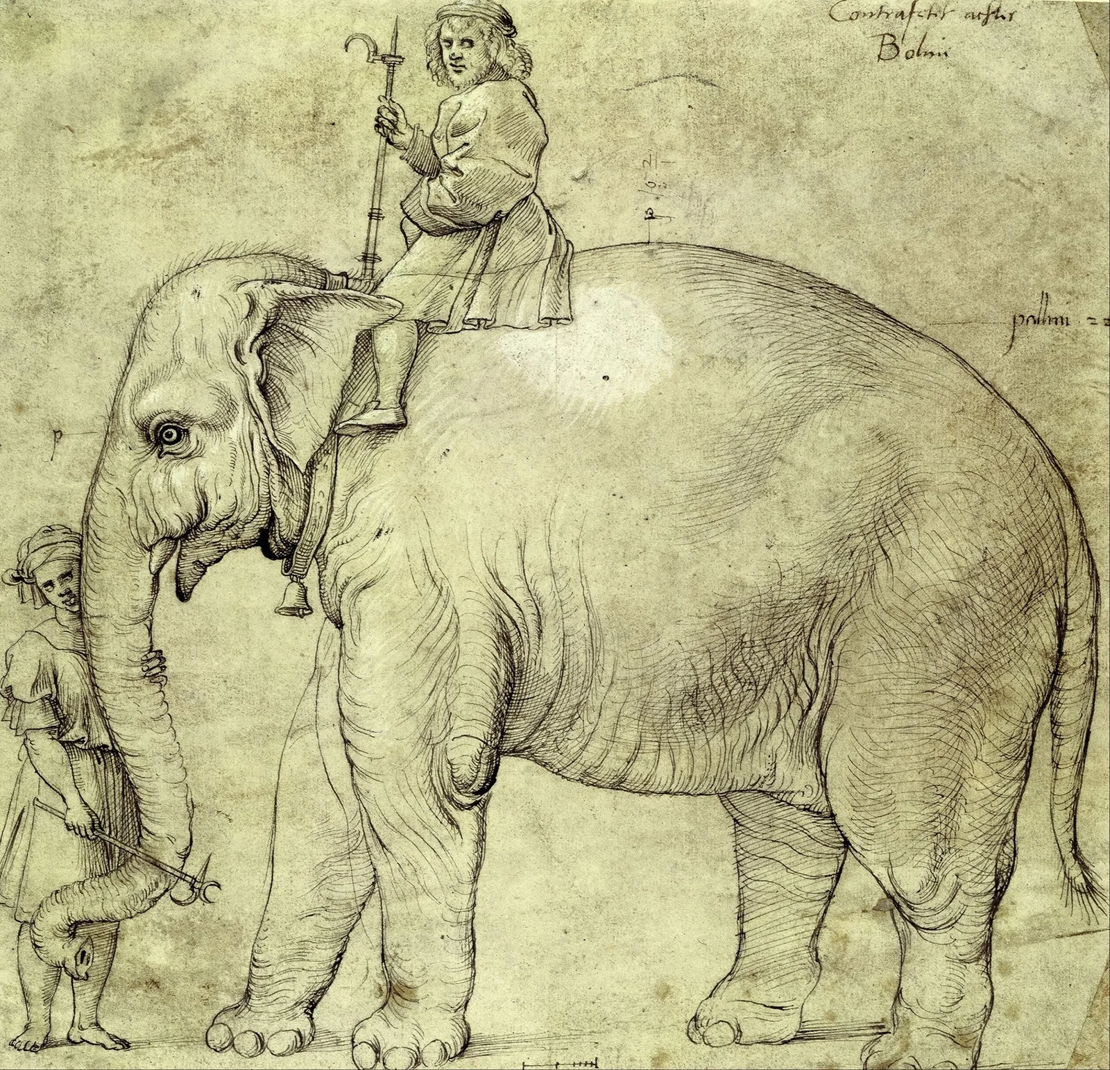 The Elephant Hanno av Raphael