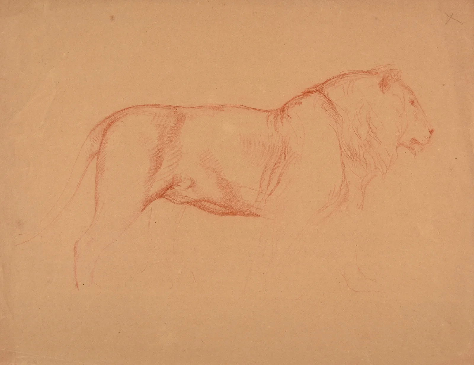 Étude de lion. av Jacques-Raymond Brascassat