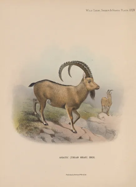 Asiatic (Thian Shan) Ibex av Richard Lydekker