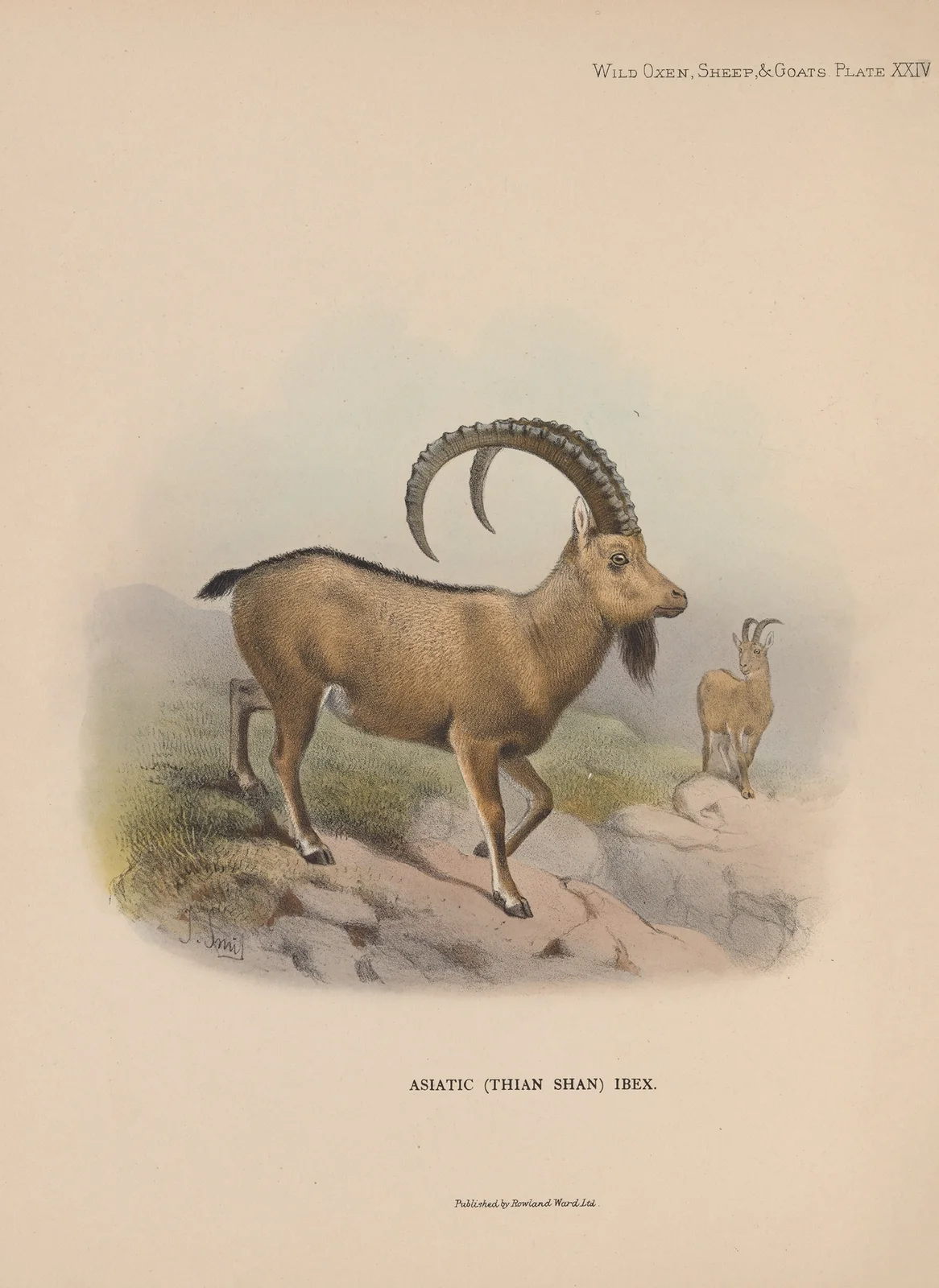 Asiatic (Thian Shan) Ibex av Richard Lydekker