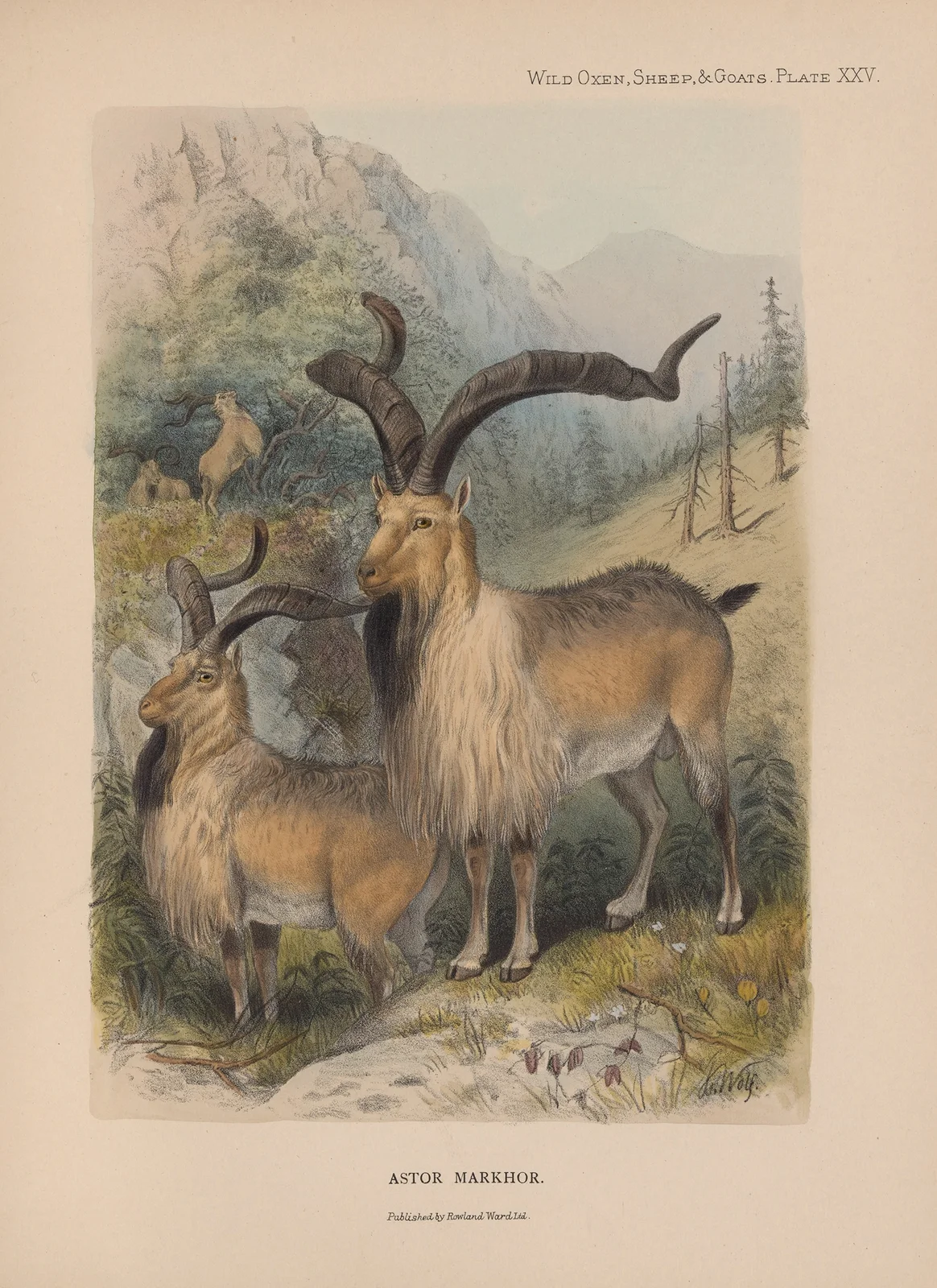 Astor Markhor av Richard Lydekker