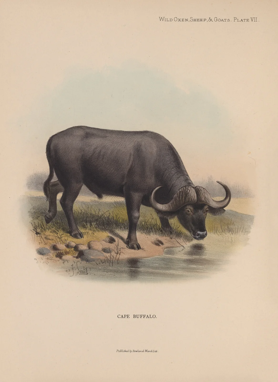 Cape Buffalo av Richard Lydekker