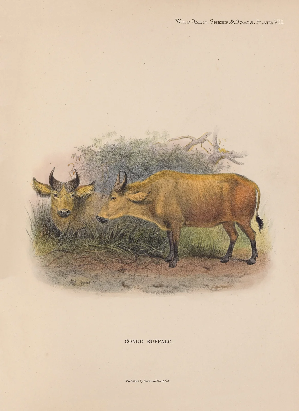 Congo Buffalo av Richard Lydekker