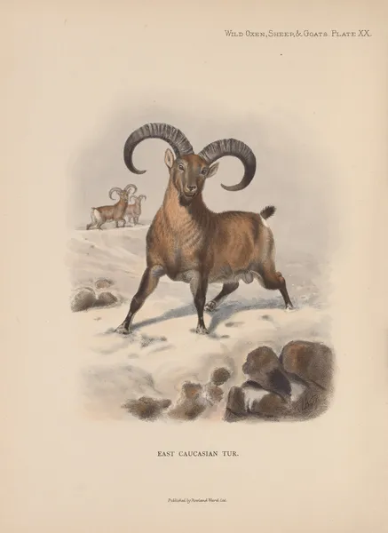 East Caucasian Tur av Richard Lydekker