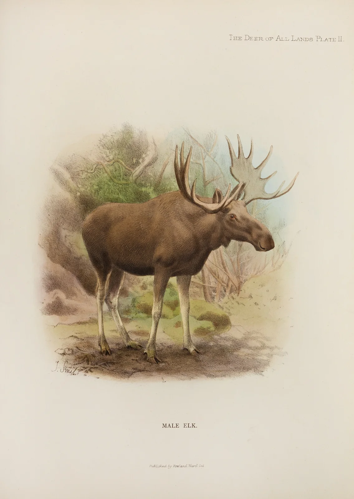 Elk av Richard Lydekker
