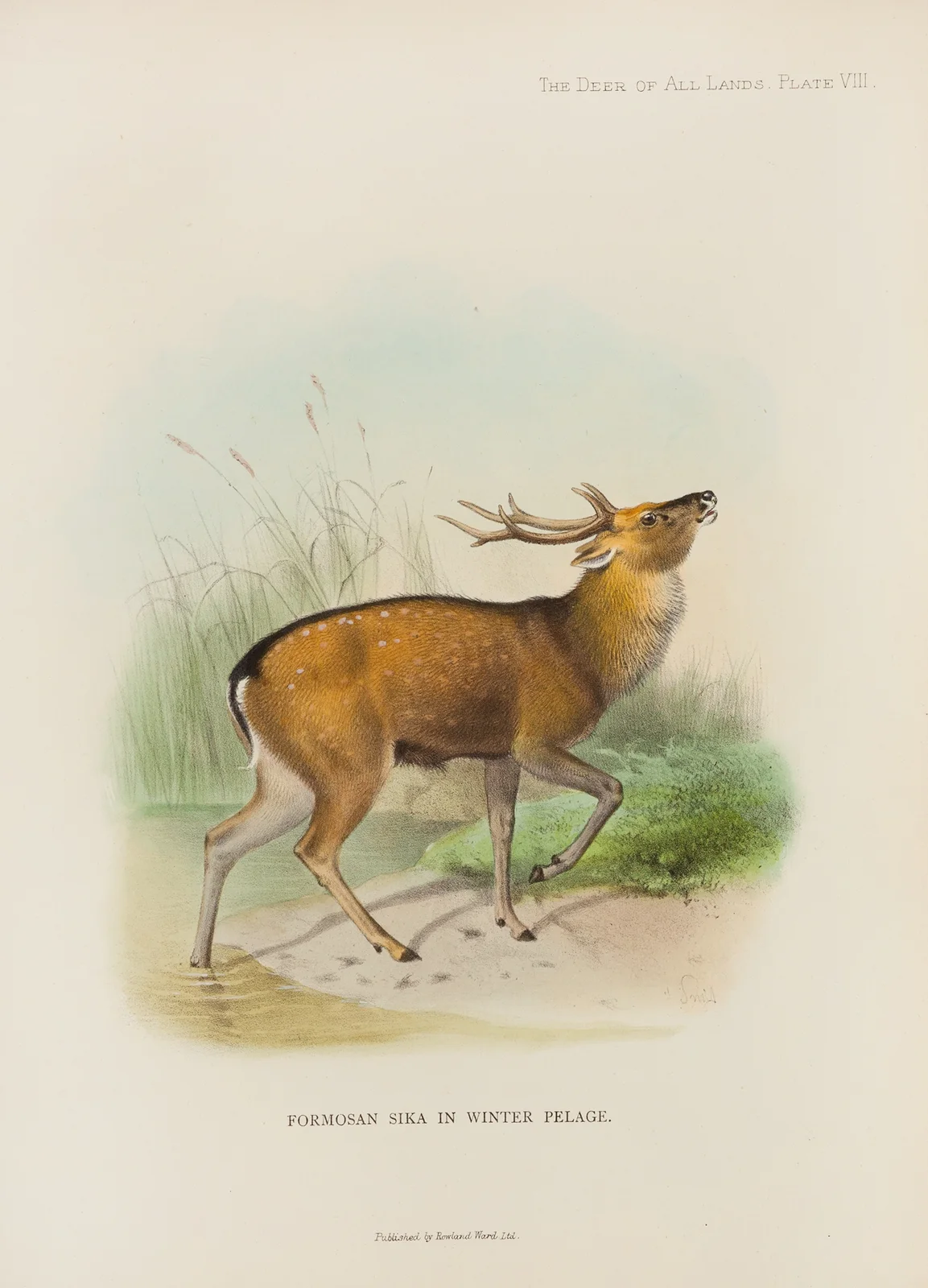 Formosan Sika av Richard Lydekker