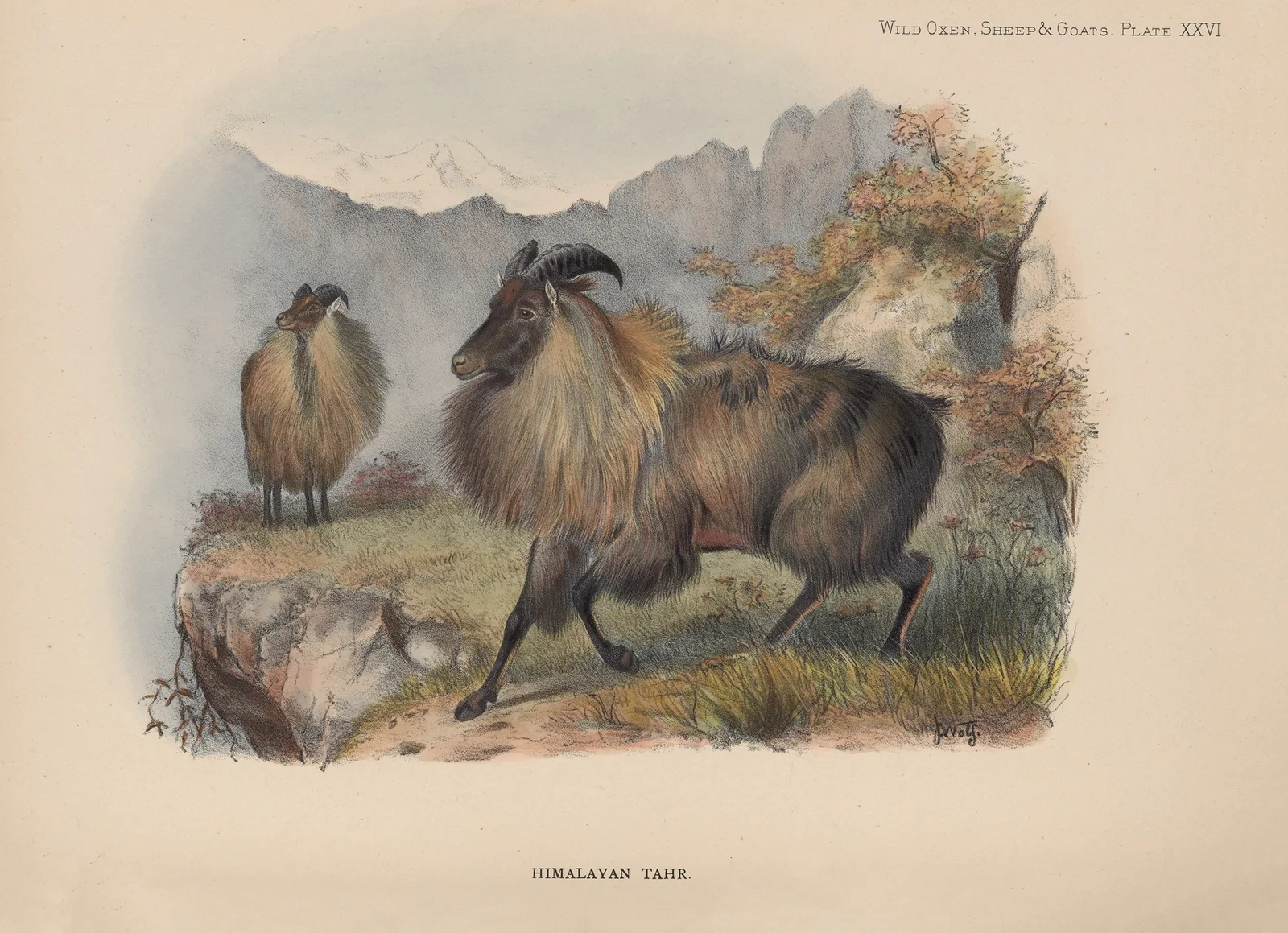 Himalayan Tahr av Richard Lydekker