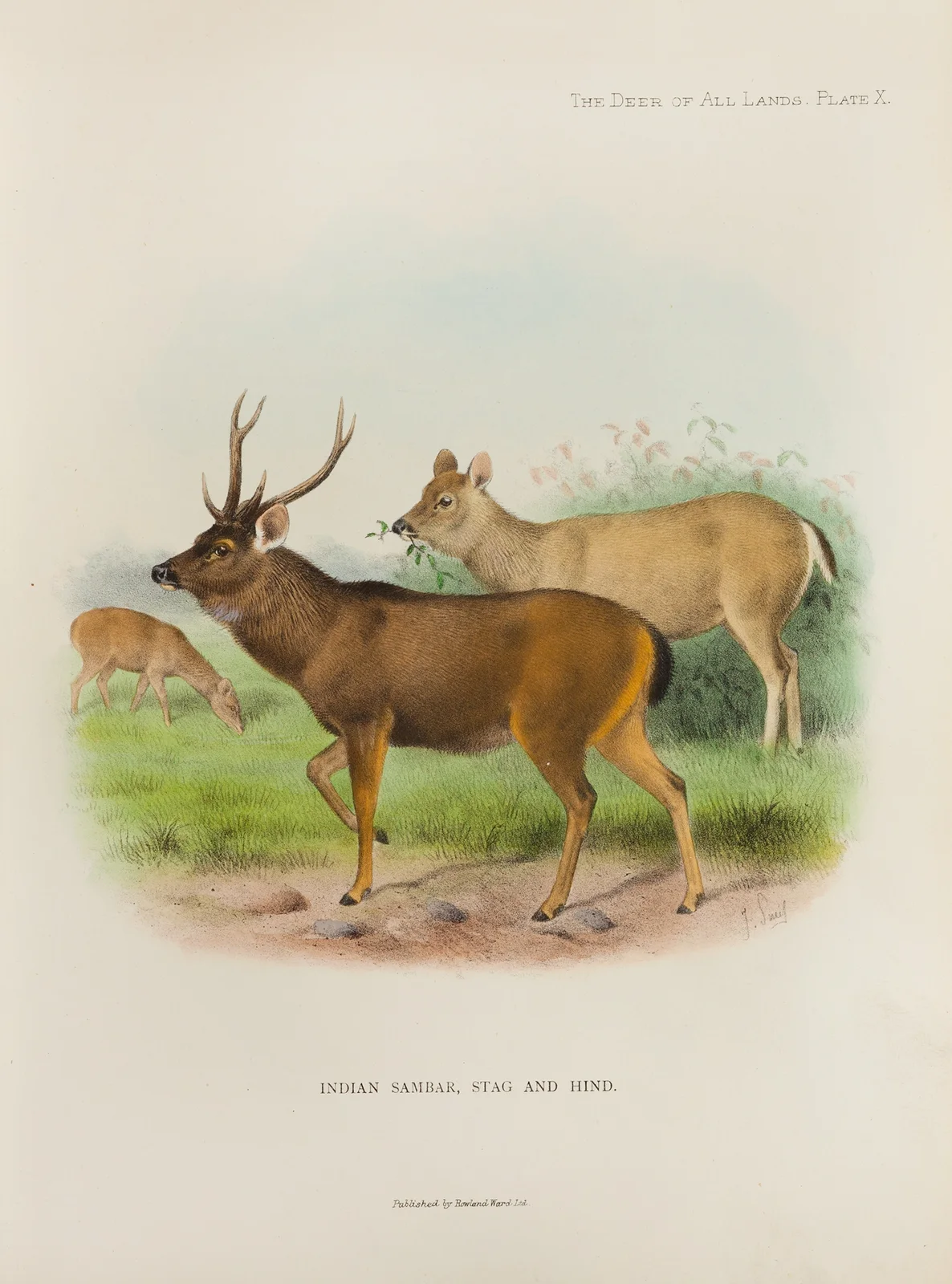 Indian Sambar av Richard Lydekker