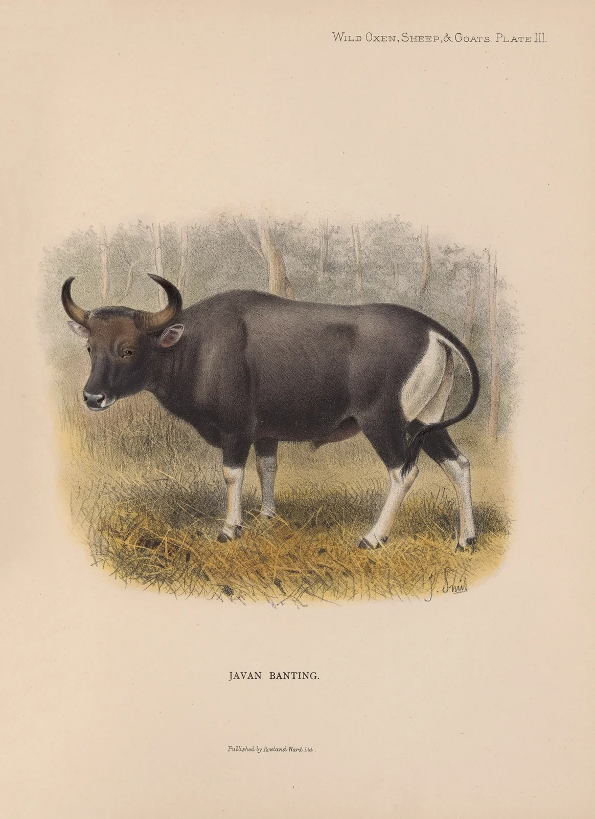 Javan Banting av Richard Lydekker