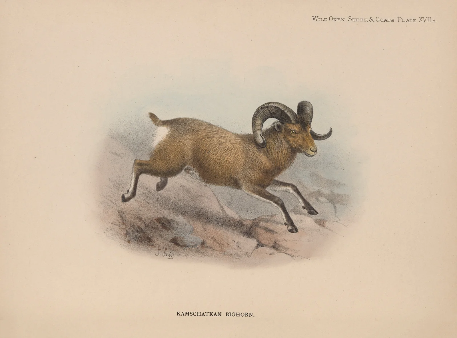 Kamschatkan Bighorn av Richard Lydekker