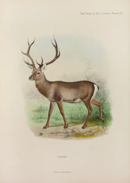 Kashmir Hangul av Richard Lydekker