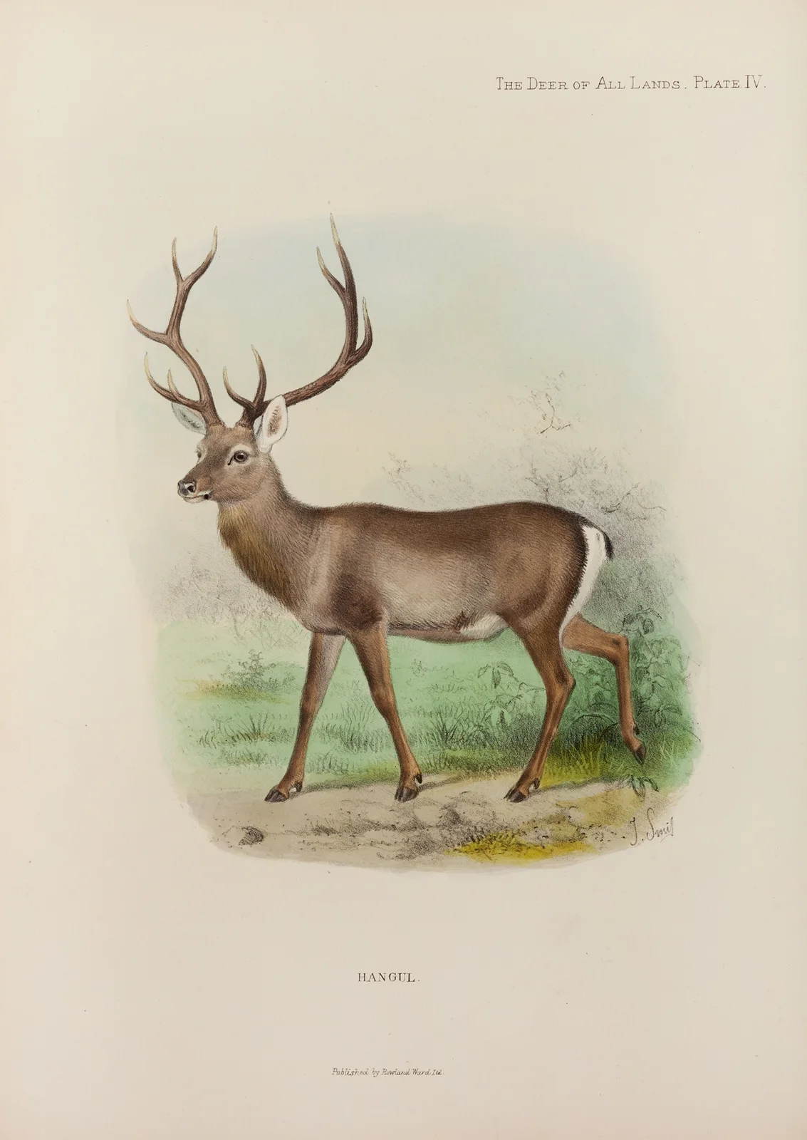 Kashmir Hangul av Richard Lydekker