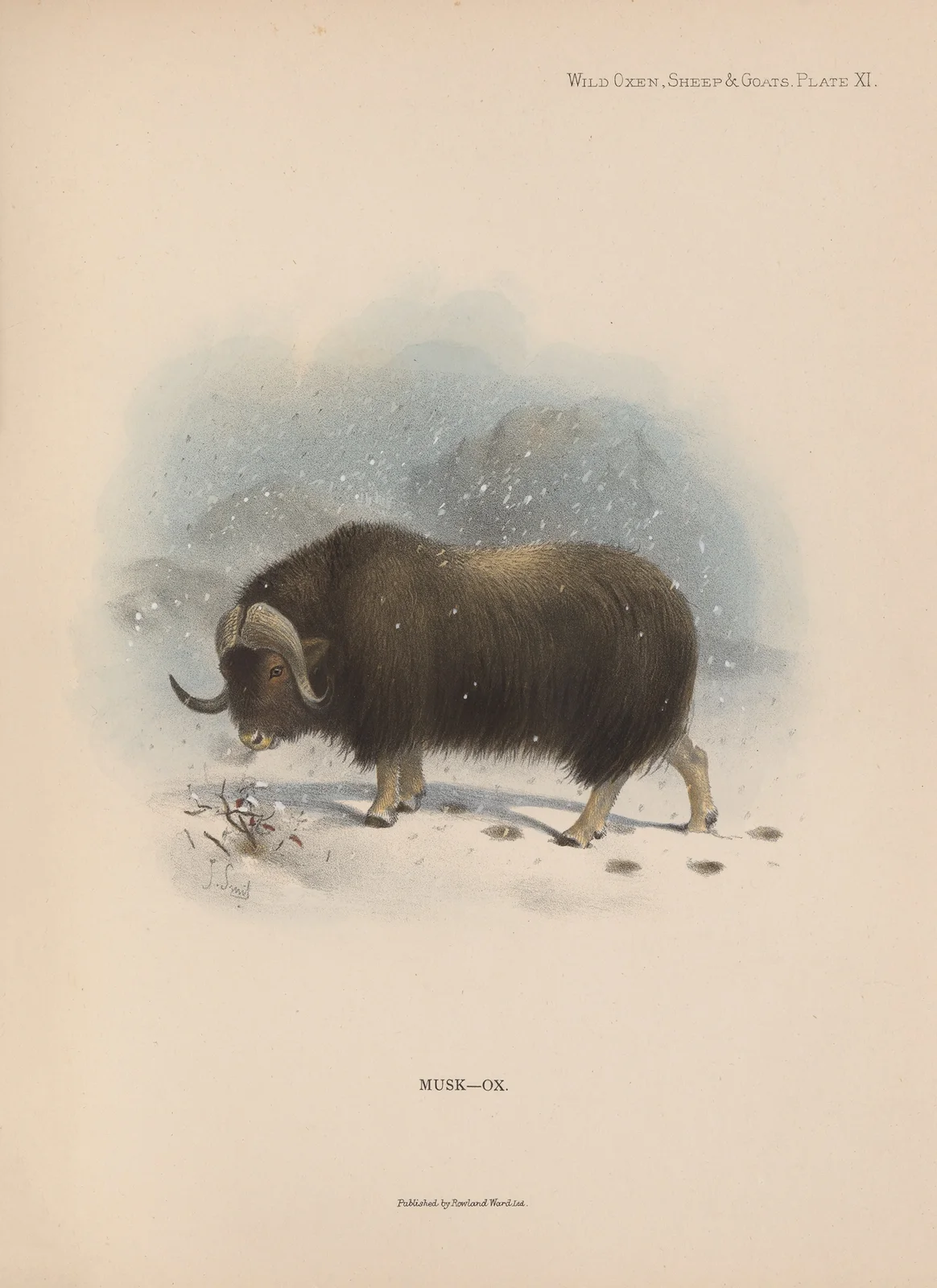 Musk-Ox av Richard Lydekker