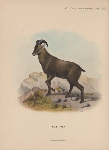 Nilgiri Tahr av Richard Lydekker