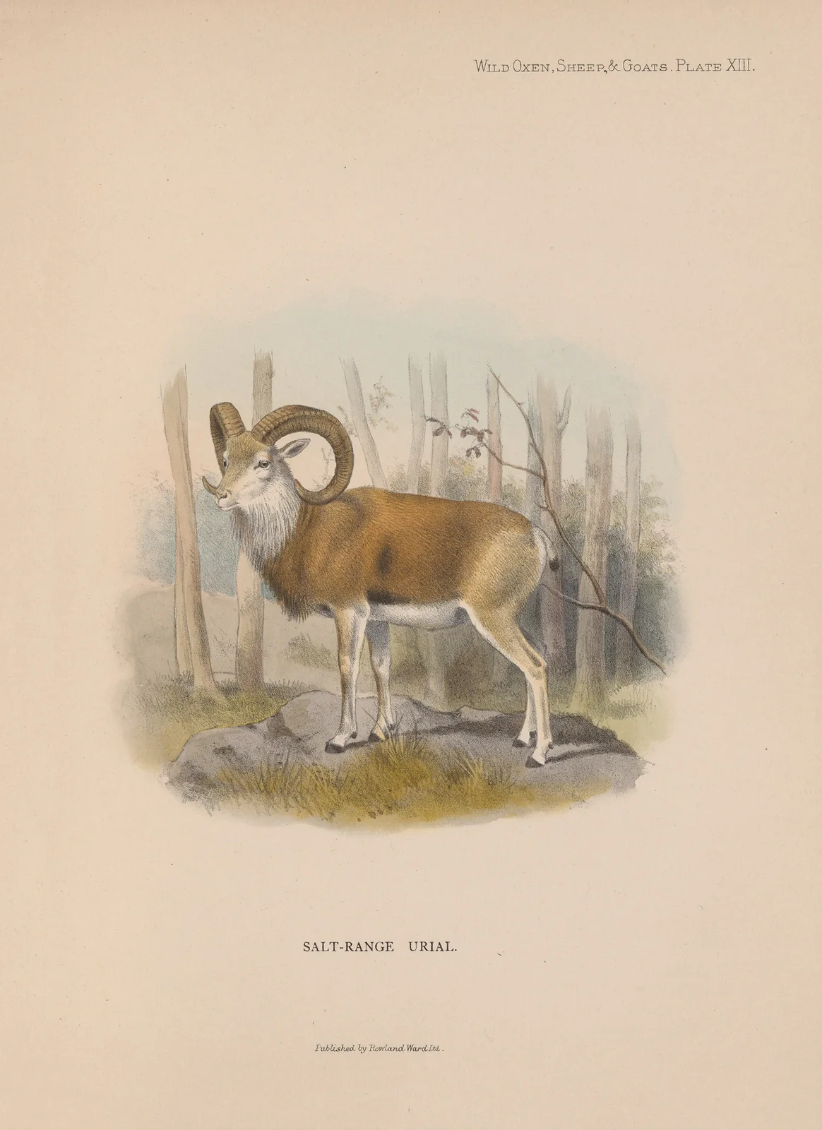 Salt-Range Urial av Richard Lydekker