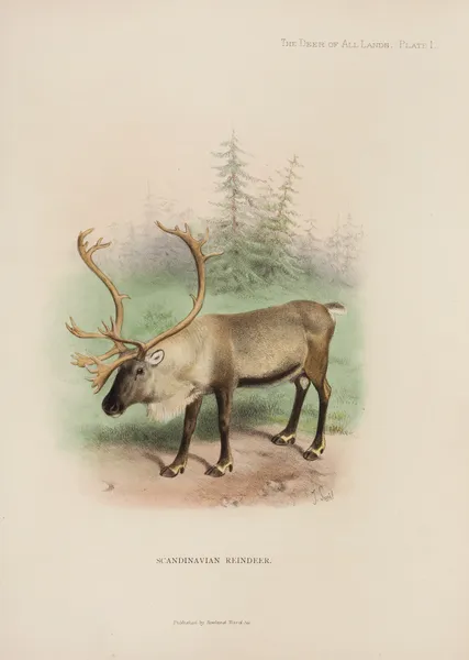 Scandinavian Reindeer av Richard Lydekker