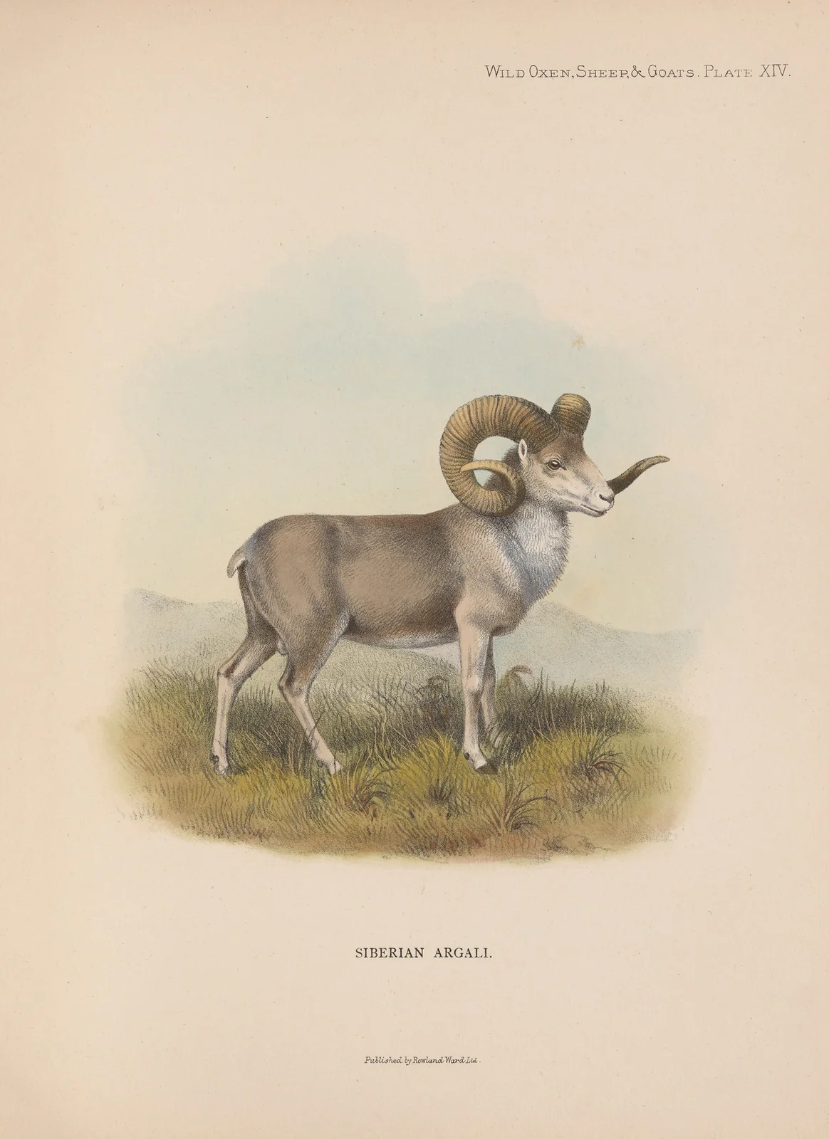 Siberian Argali av Richard Lydekker