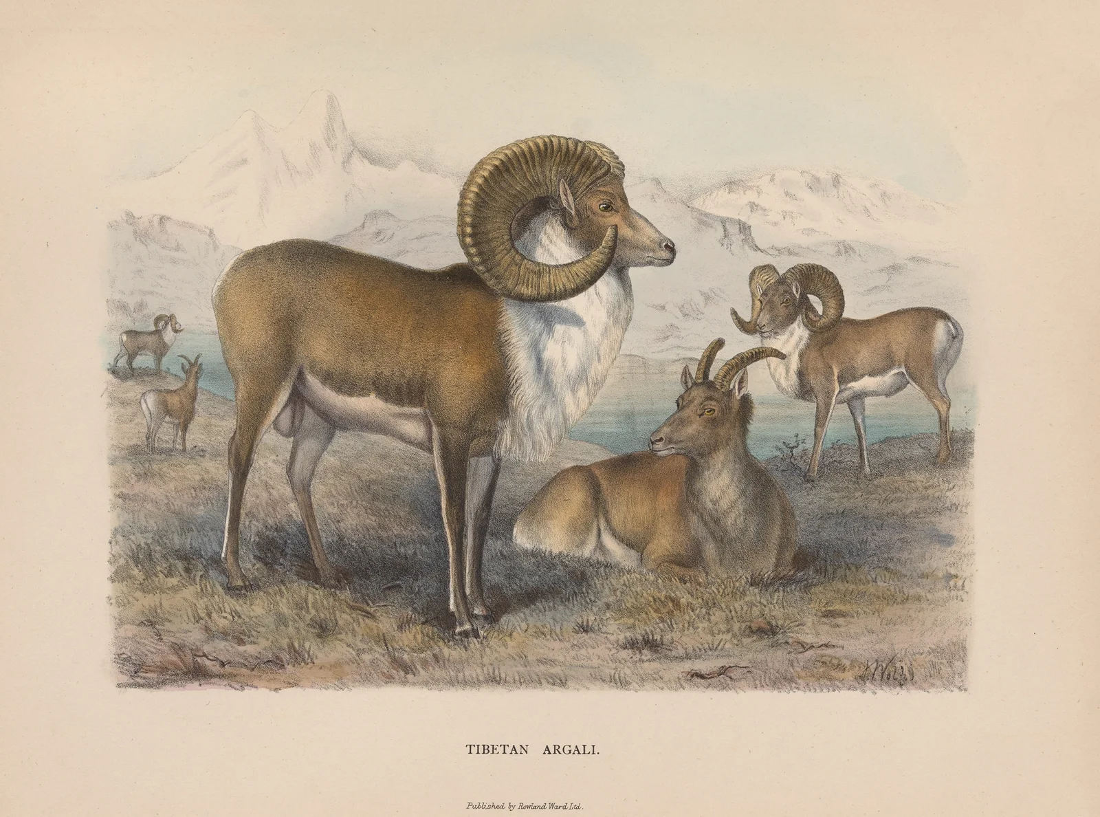 Tibetan Argali av Richard Lydekker