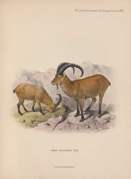 West Caucasian Tur av Richard Lydekker