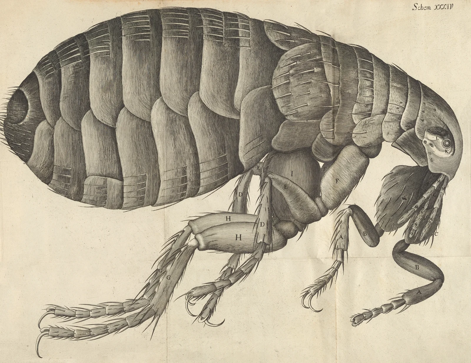 Microscopic view of a flea av Robert Hooke