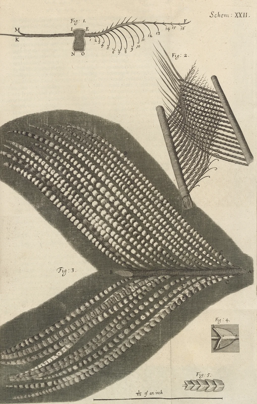 Microscopic view of assorted feathers av Robert Hooke