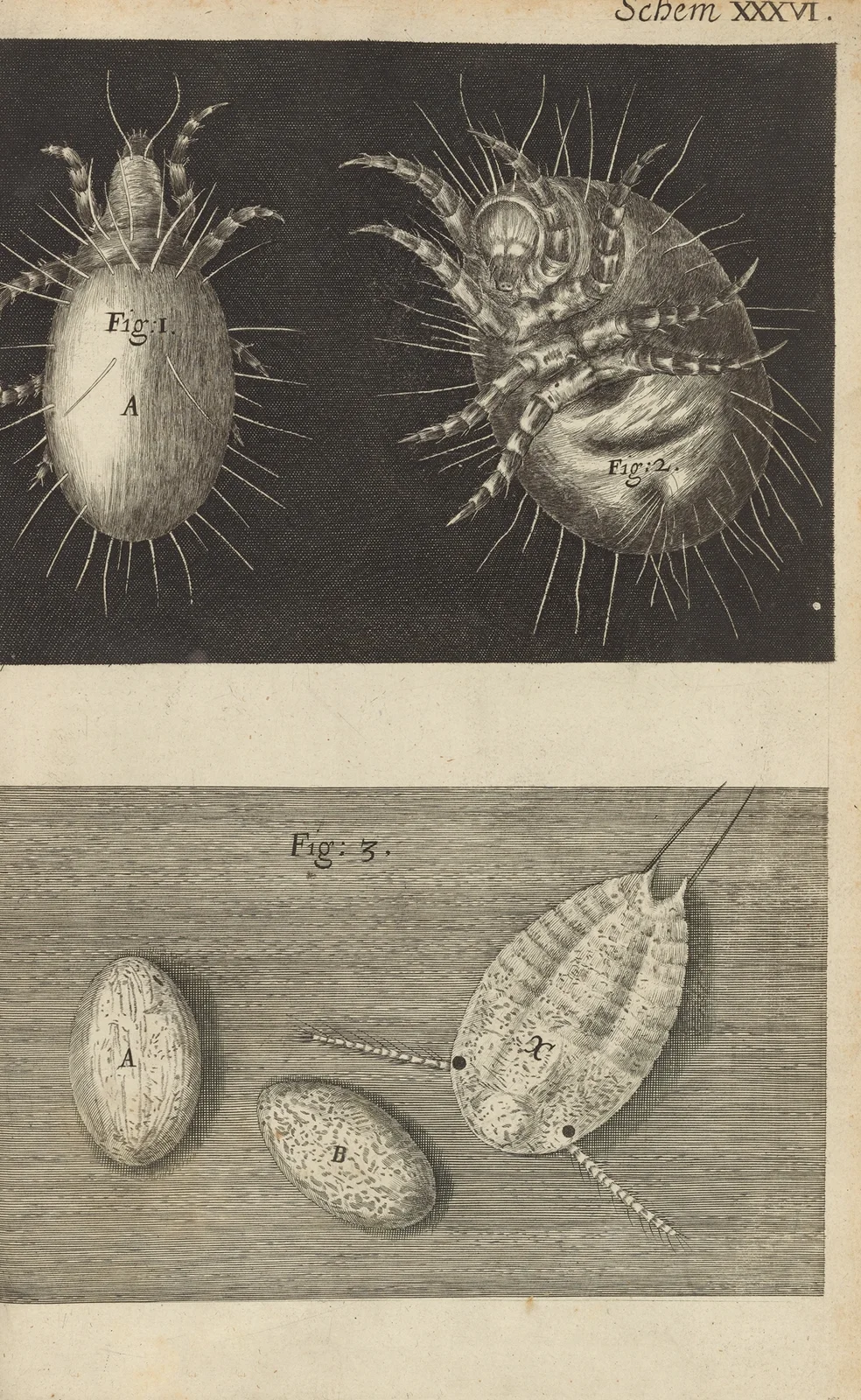 Microscopic view of mites av Robert Hooke