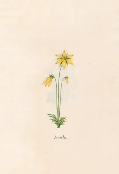 Aconitüm av Magdelena Rosina Funck