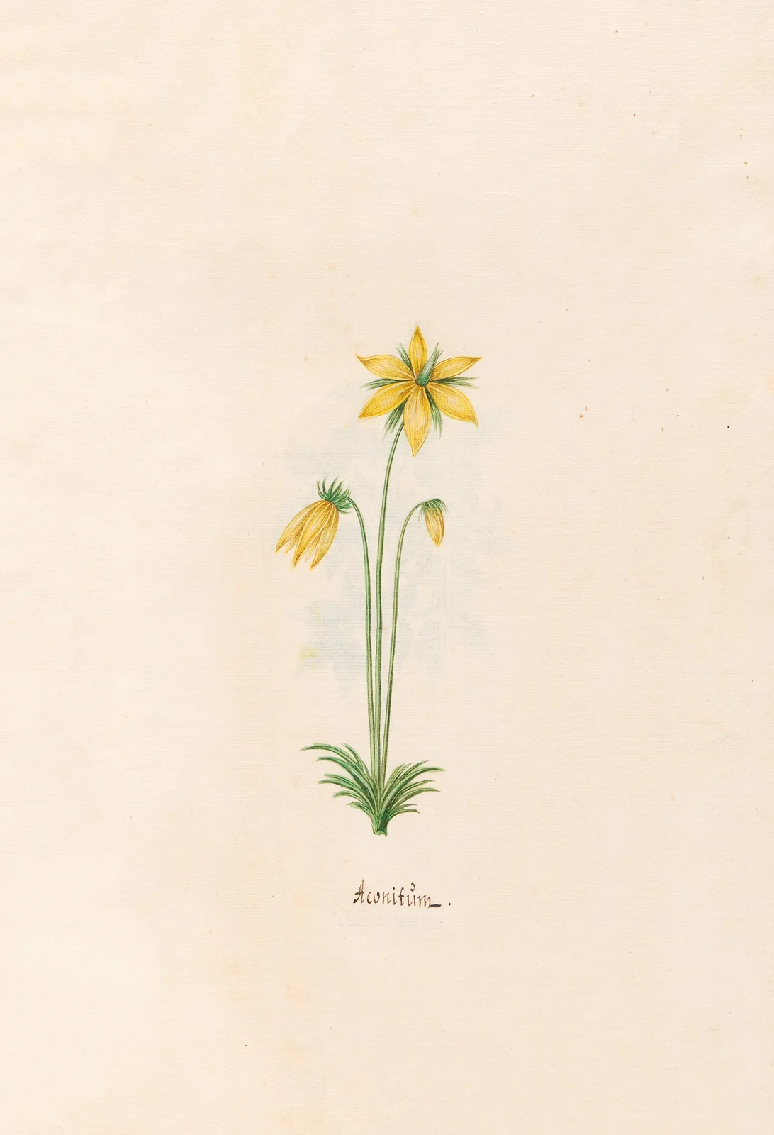 Aconitüm av Magdelena Rosina Funck
