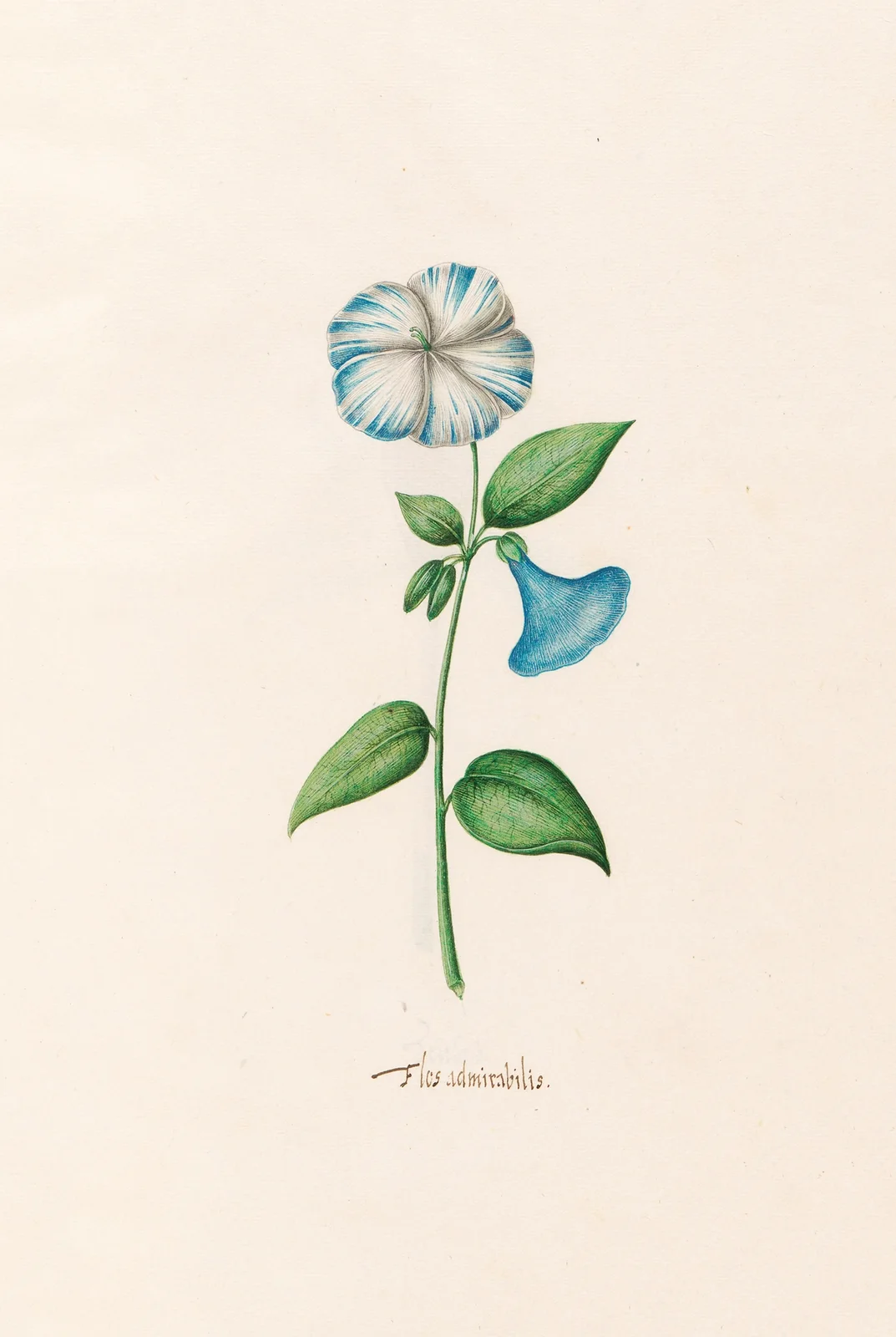 Flos admirabilis av Magdelena Rosina Funck