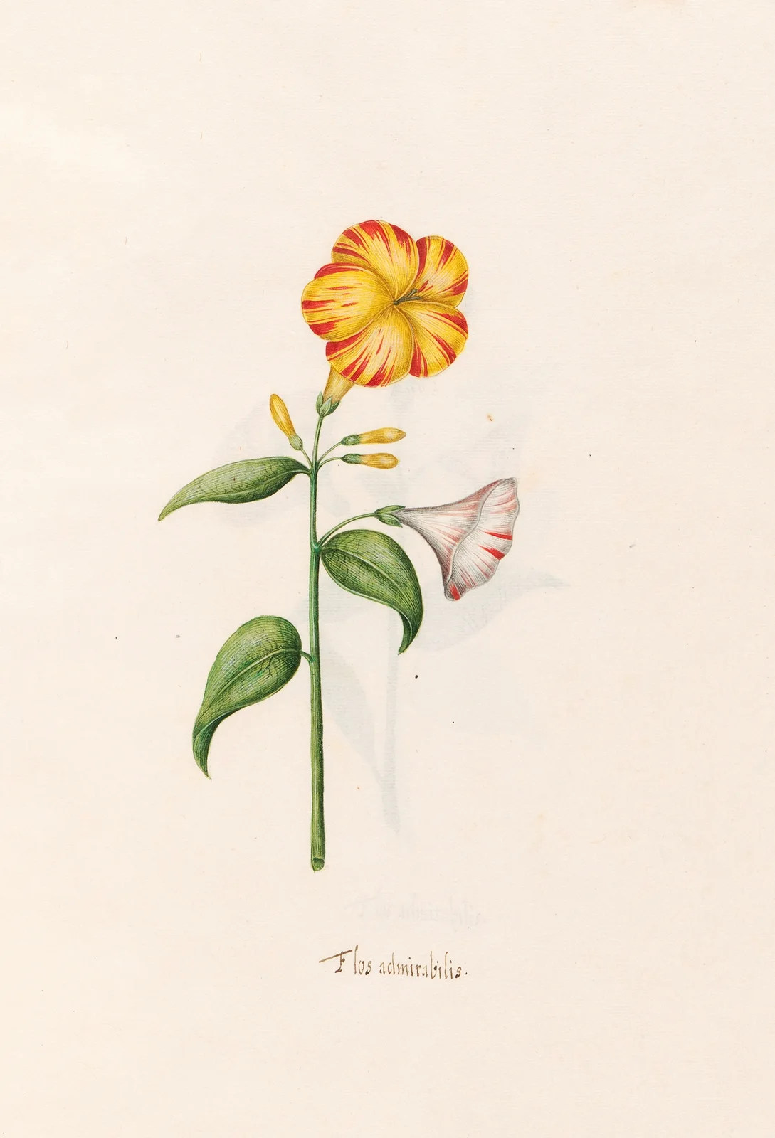 Flos admirabilis av Magdelena Rosina Funck
