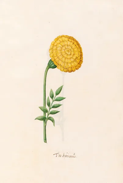 Flos Aphricanüs av Magdelena Rosina Funck