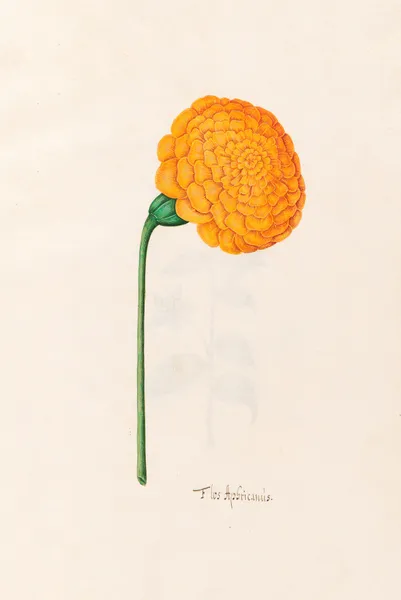 Flos Aphricanüs, 1692 – nr 3 av Magdelena Rosina Funck