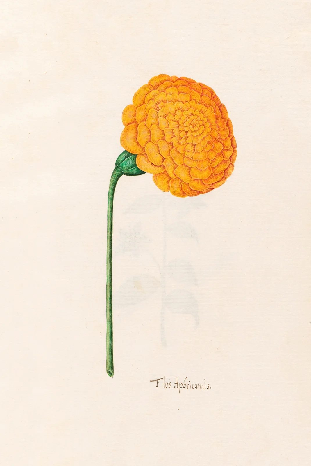 Flos Aphricanüs, 1692 – nr 3 av Magdelena Rosina Funck