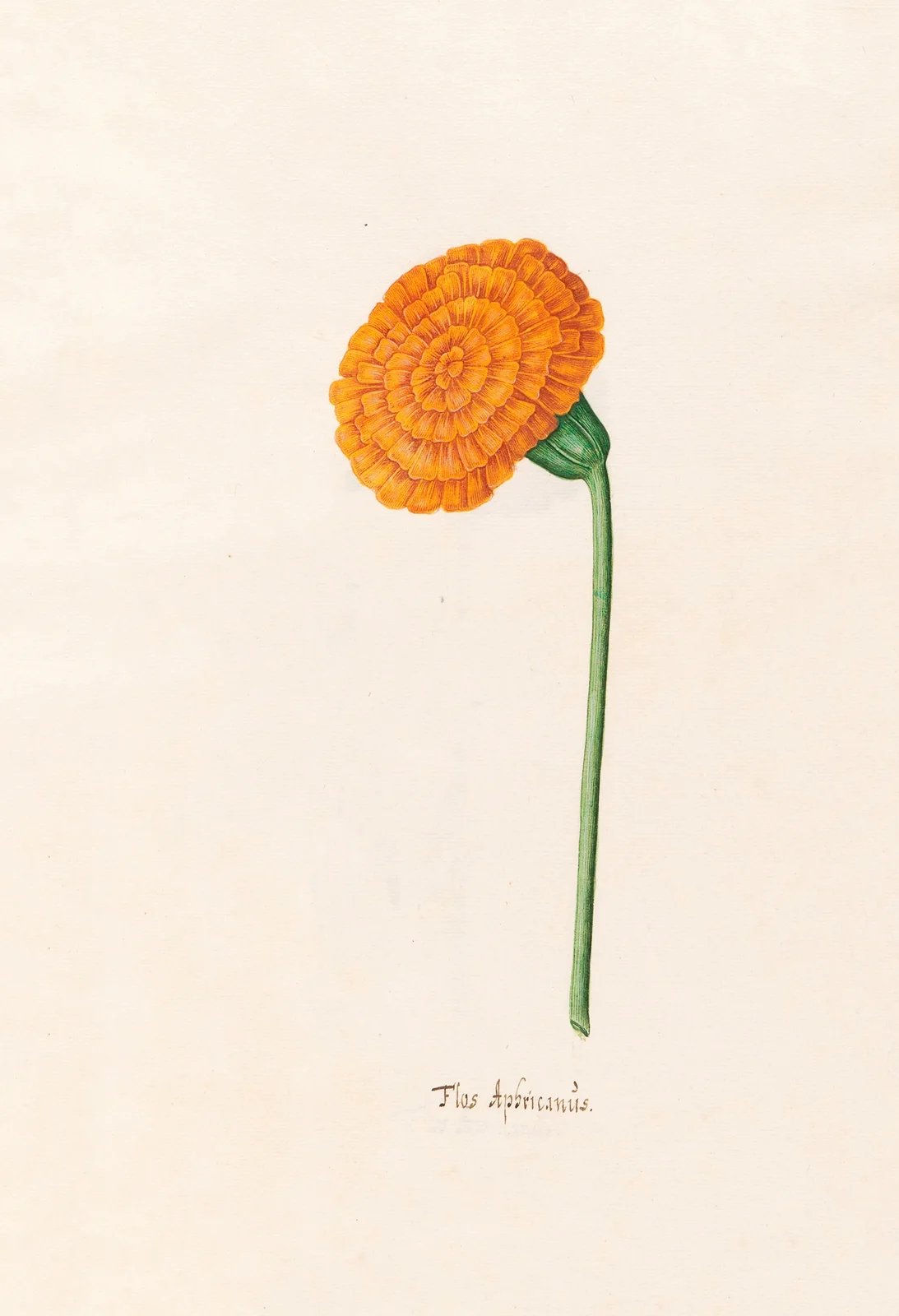 Flos Aphricanüs, 1692 – nr 5 av Magdelena Rosina Funck