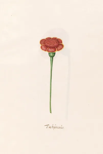 Flos Aphricanüs av Magdelena Rosina Funck