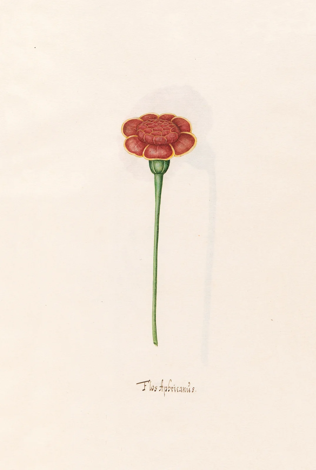 Flos Aphricanüs av Magdelena Rosina Funck