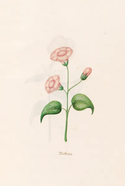 Nicotiana av Magdelena Rosina Funck