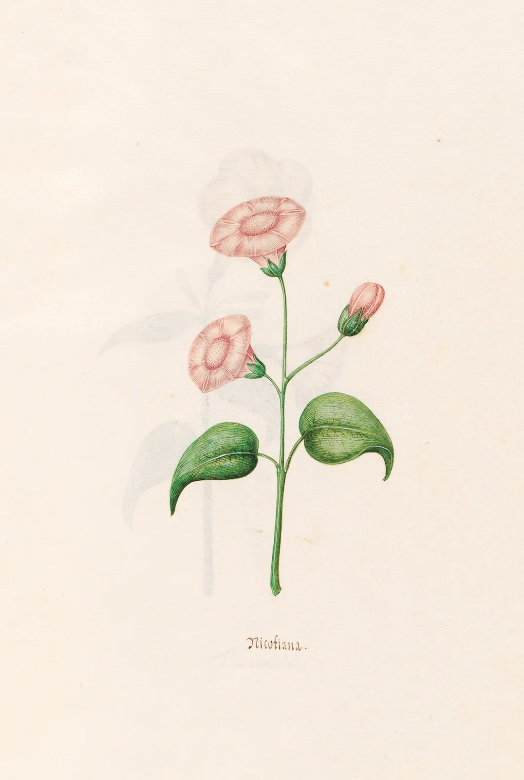 Nicotiana av Magdelena Rosina Funck