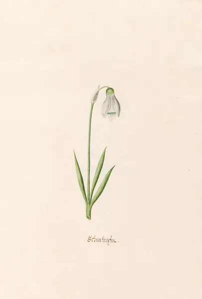 Schneefroyfen. [Schneeflocken] av Magdelena Rosina Funck