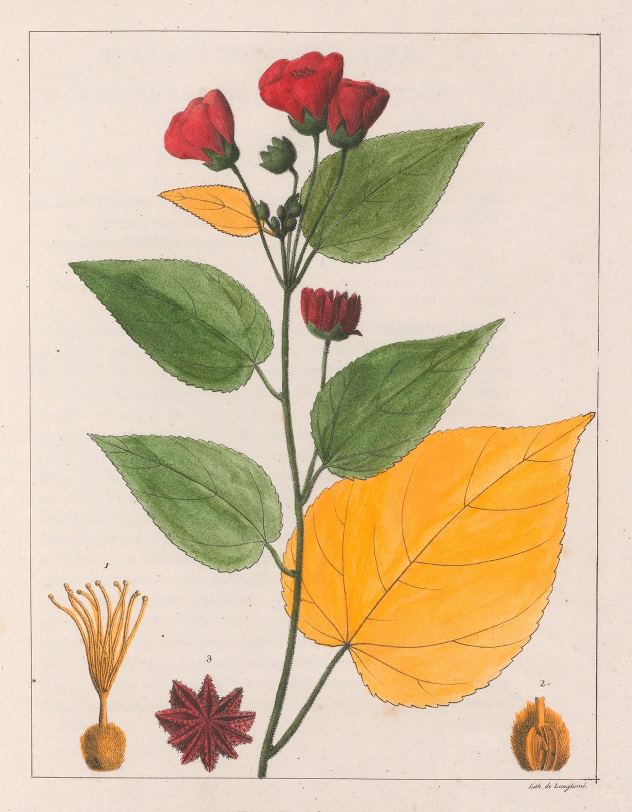 Abutilon Esculentum av Auguste de Saint-Hilaire