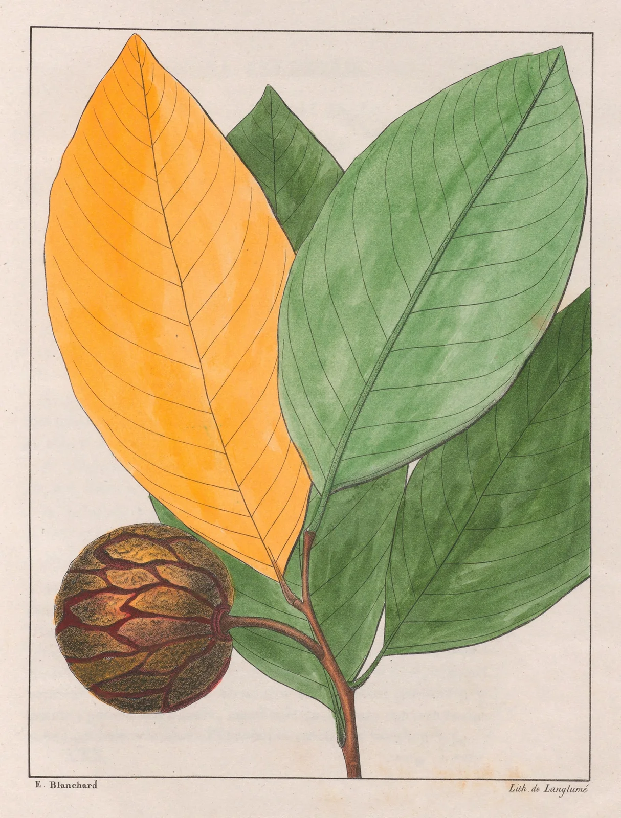 Anona Sylvatica av Auguste de Saint-Hilaire