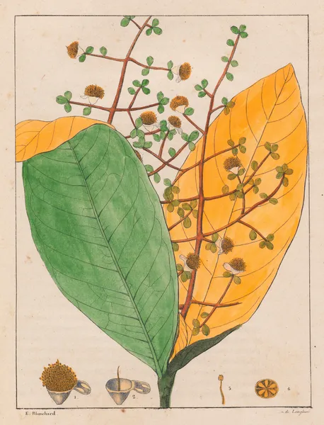 Calyptranthes Aromatica av Auguste de Saint-Hilaire