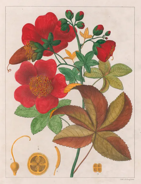 Cochlospermum Insigne av Auguste de Saint-Hilaire