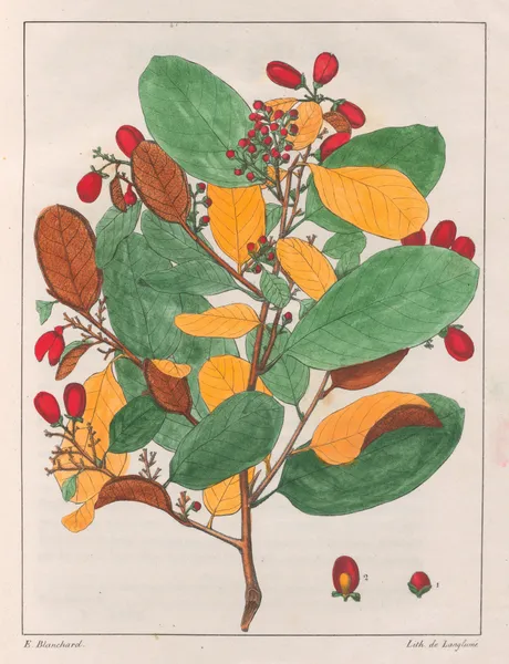 Davilla Elliptica av Auguste de Saint-Hilaire