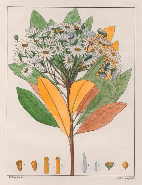 Drymys Granatensis (V. Sylvatica), 1824 – nr 3 av Auguste de Saint-Hilaire